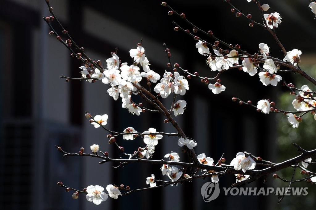 2月3日，在釜山市一家公園內，一朵朵粉紅色的梅花競相爭放。