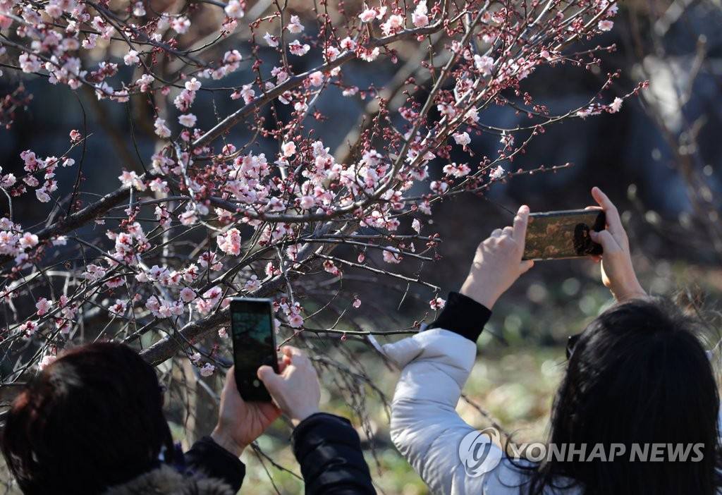 2月3日，在釜山市南區大淵洞樹木展示園內，游客正在拍攝盛開的梅花。