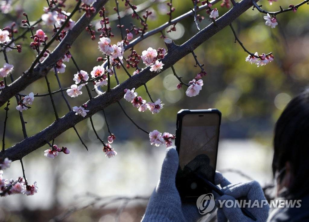 2月3日，在釜山市南區大淵洞樹木展示園內，游客正在拍攝盛開的梅花。