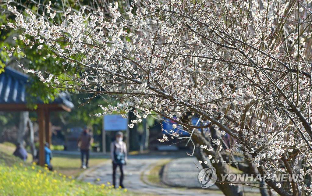 2月3日，在濟州道西歸浦市一家公園內，梅花樹花開滿枝，吸引游客駐足觀賞。