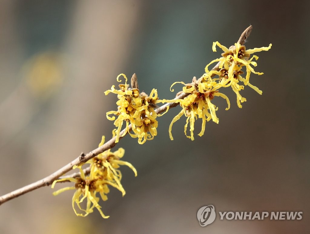 19日，在首爾市東大門區一家植物園內，金縷梅綴滿枝頭。