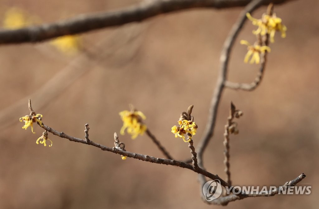 19日，在首爾市東大門區一家植物園內，金縷梅綴滿枝頭。