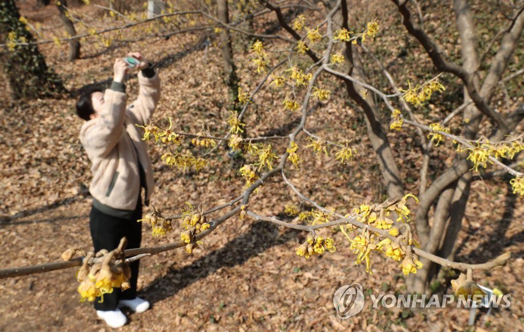 19日，植物園工作人員正在拍攝金縷梅。