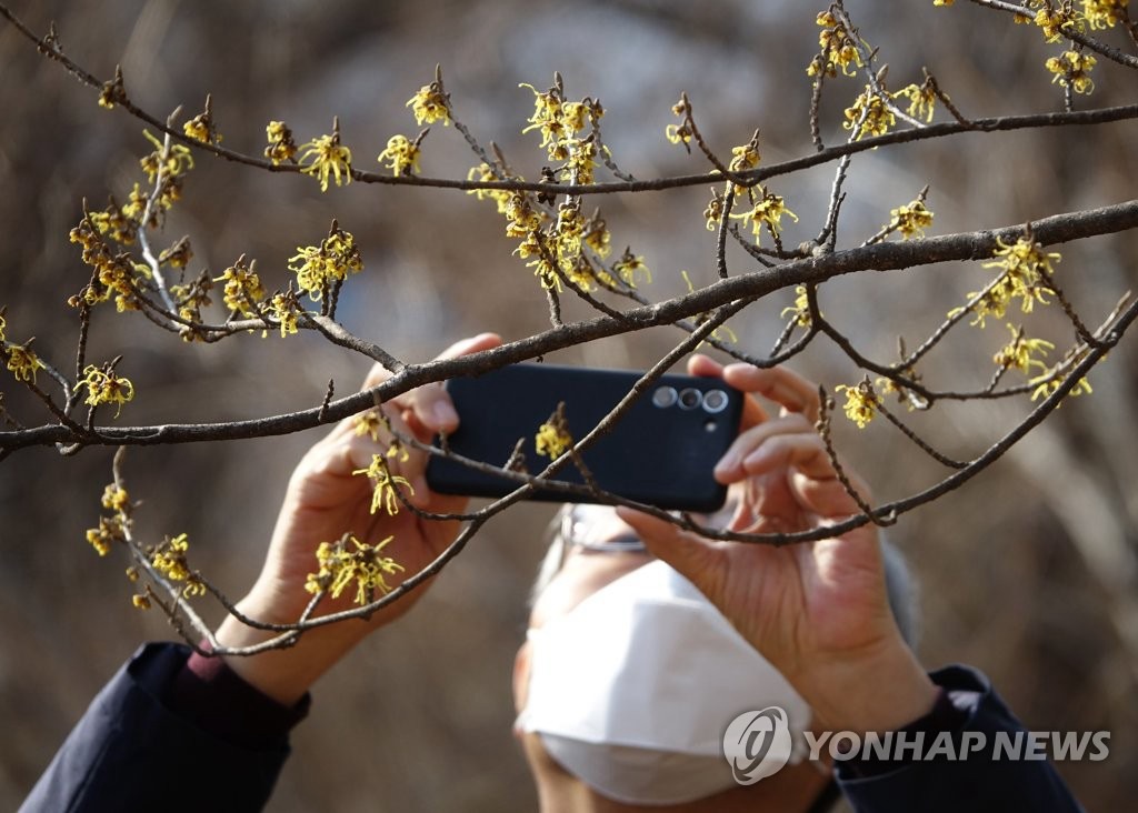 19日，植物園工作人員正在拍攝金縷梅。