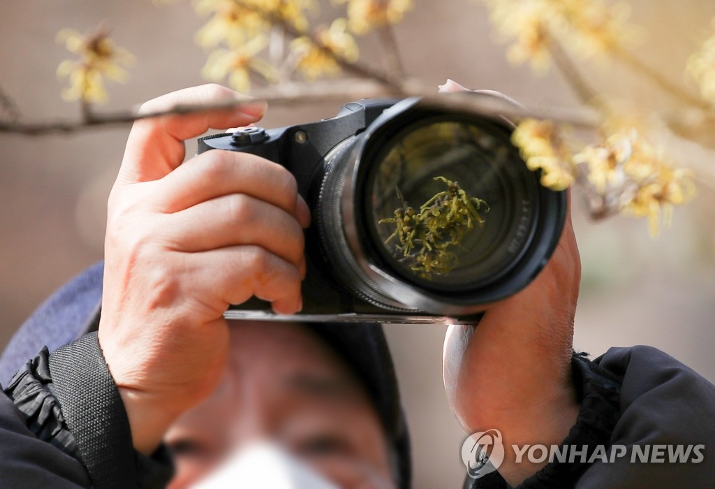 2月21日，在首爾東大門區一家植物園內，一名市民正在拍攝金縷梅。