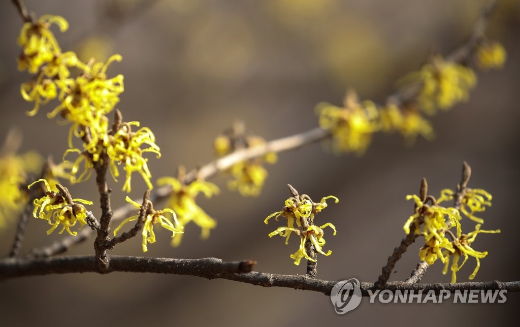 2月21日，在首爾東大門區一家植物園內，金縷梅綴滿枝頭。