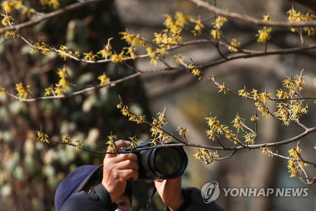 2月21日，在首爾東大門區一家植物園內，一名市民正在拍攝金縷梅。