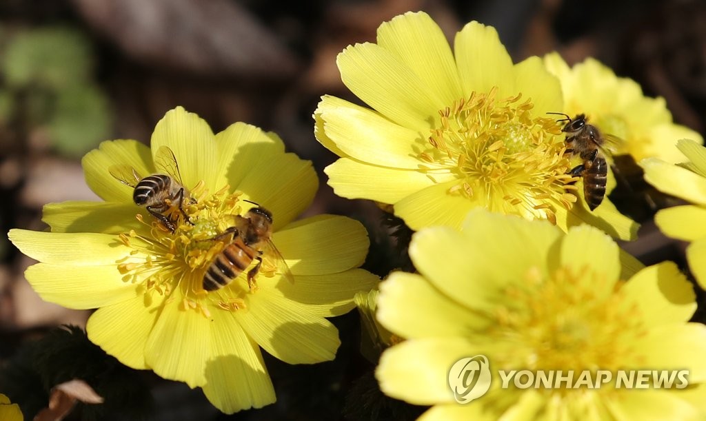 2月21日，在首爾東大門區一家植物園內，蜜蜂正在盛開的福壽草上採蜜。