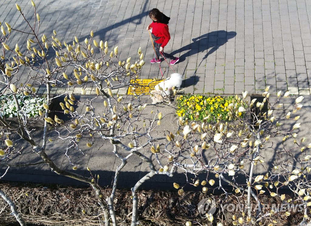 2月21日上午，在濟州西歸浦市西歸洞一帶，玉蘭花含苞待放。