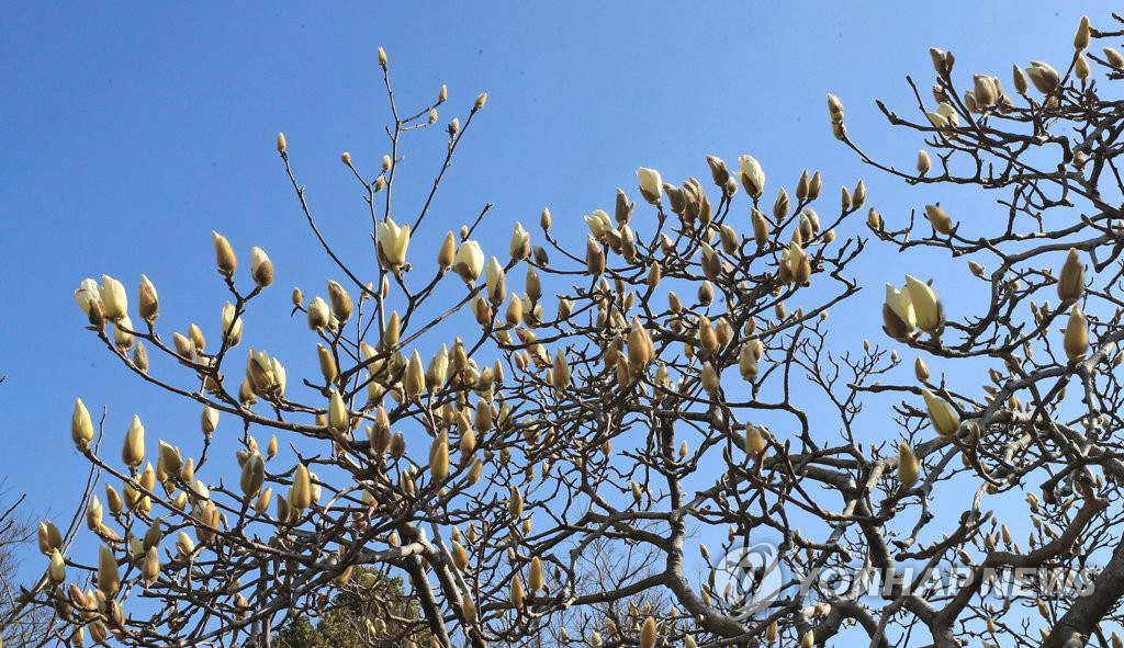 2月21日上午，在濟州西歸浦市西歸洞一帶，玉蘭花含苞待放。