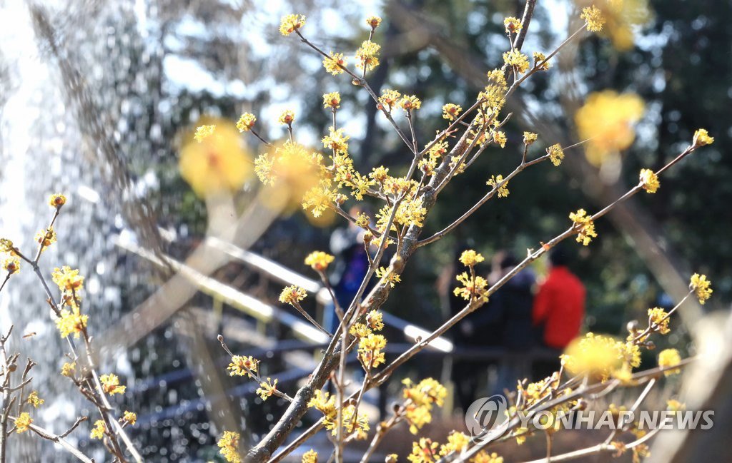 2月21日上午，在濟州西歸浦市一公園內，茱萸花開，惹人注目。