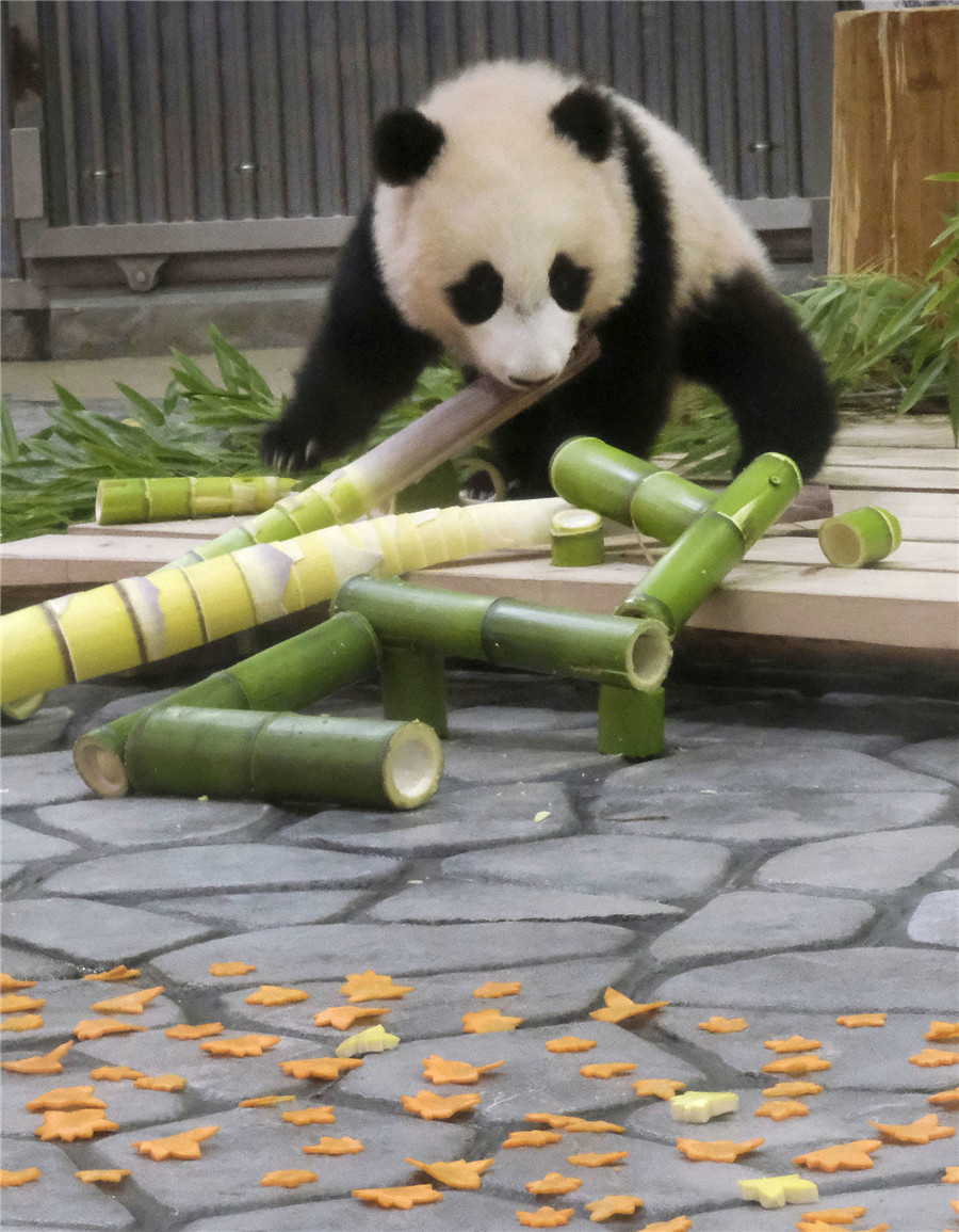 日本大熊猫幼崽“枫滨”半岁了！ 啃嫩竹子乖巧可爱