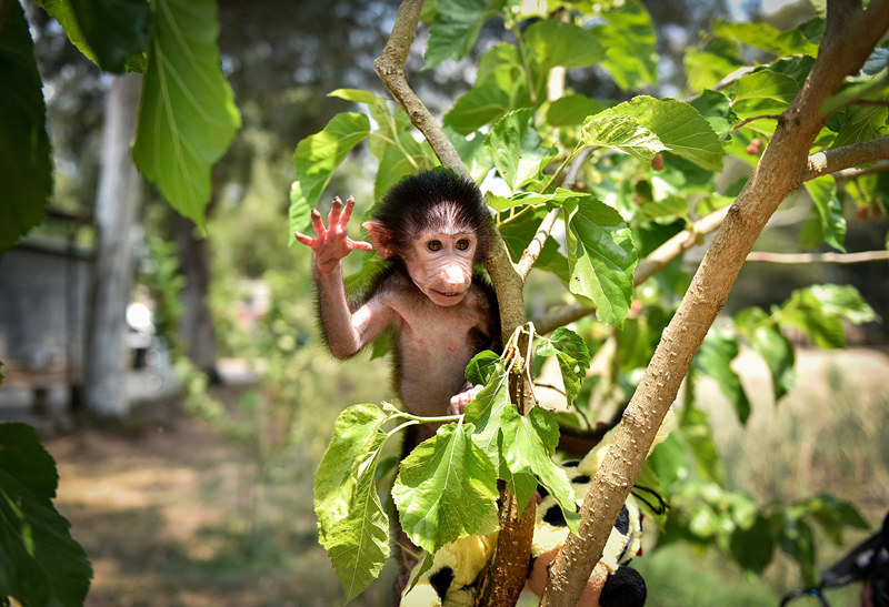 土耳其：被母親棄養的小狒狒亮相自然公園