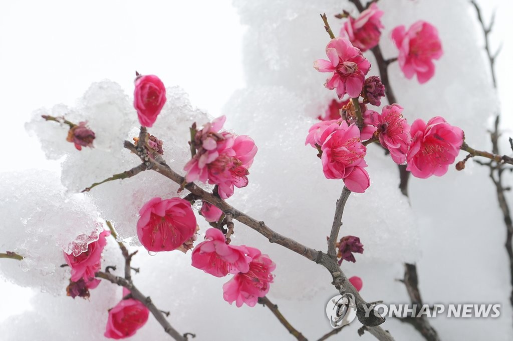 3月2日，在江原道東海市，一樹紅梅在雪中綻放。圖源：韓聯社