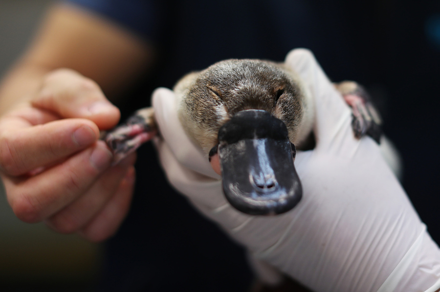 澳洲：鸭嘴兽在动物园康复中心接受健康检查