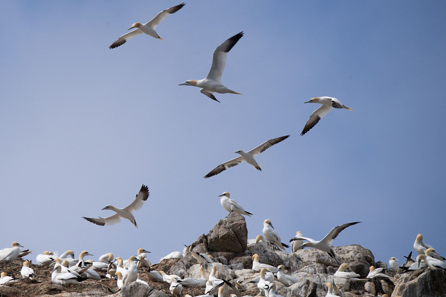 法國：北方塘鵝聚集“七島”鳥類保護區