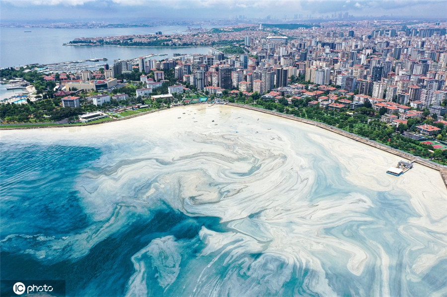 土耳其海岸“海鼻涕”泛濫成災