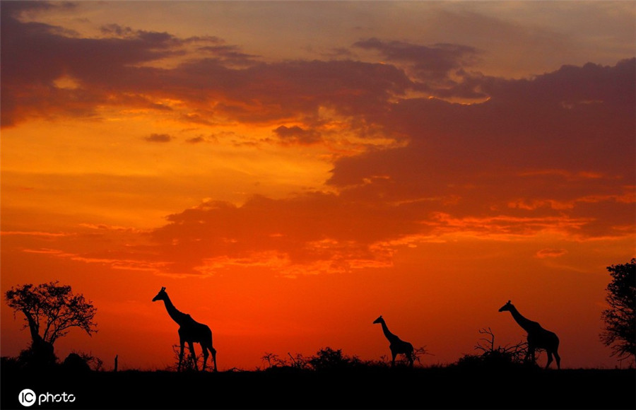 落日下非洲野生動物剪影 金色余暉畫面唯美