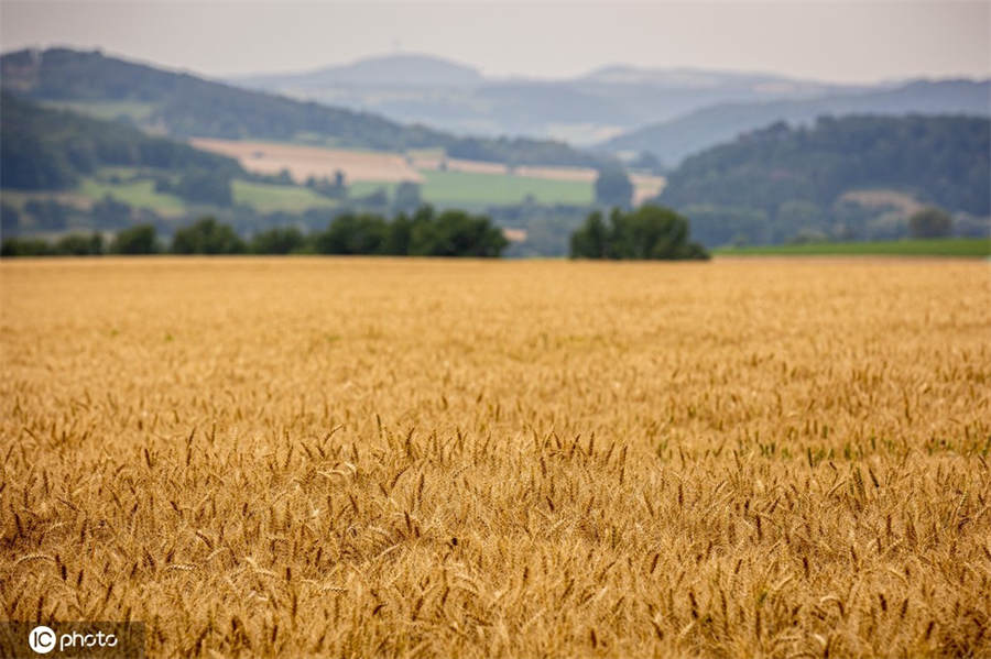 德國夏季天氣多雲 黃燦燦小麥地美如畫