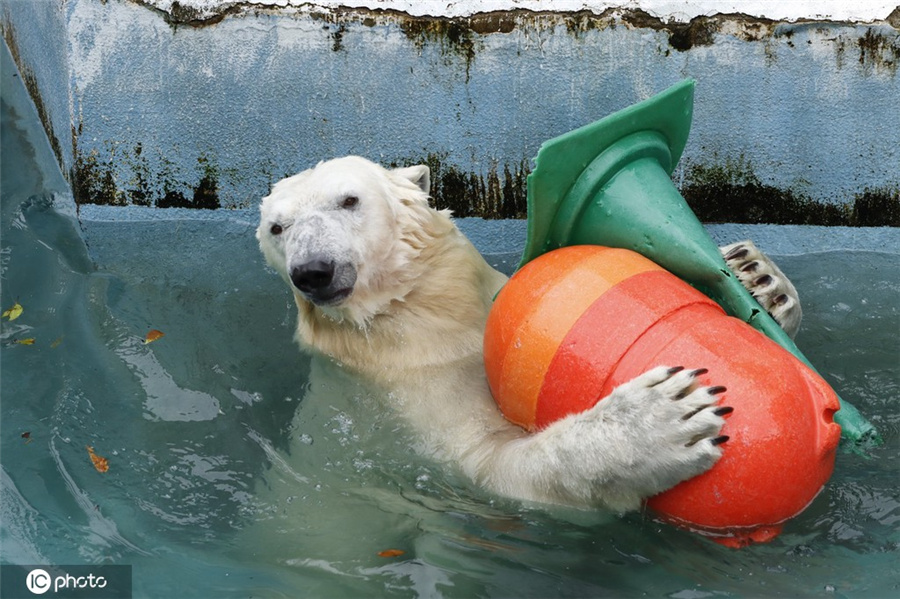 日本北极熊玩耍自嗨 憨态可掬惹人爱