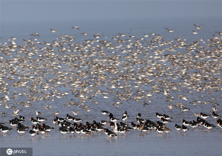 實拍英國諾福克郡鳥類遷徙 頗為壯觀