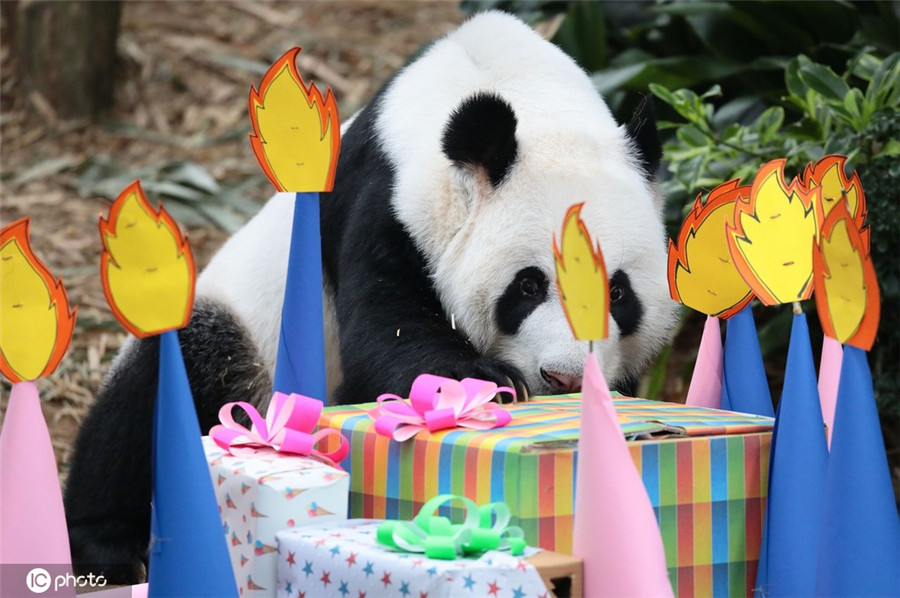 旅居新加坡大熊貓“凱凱”14歲生日 親手拆禮盒模樣萌翻
