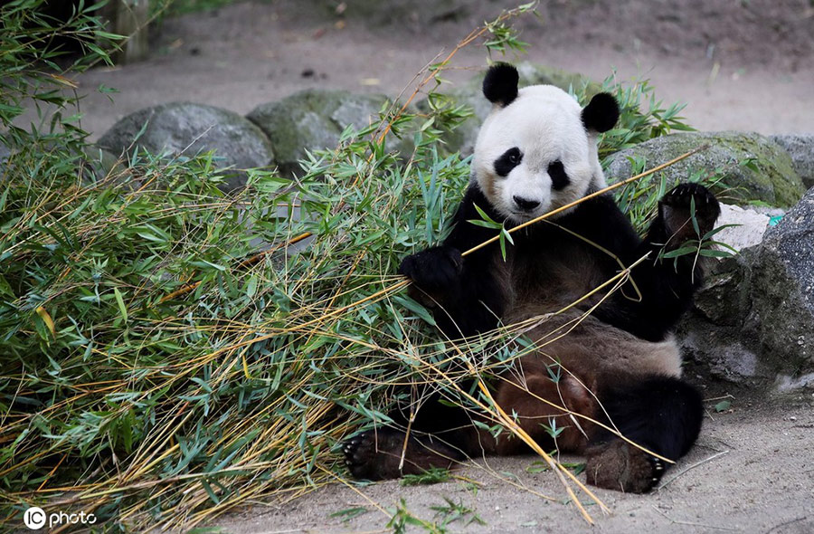 西班牙馬德裡動物園大熊貓吃竹子憨態可掬