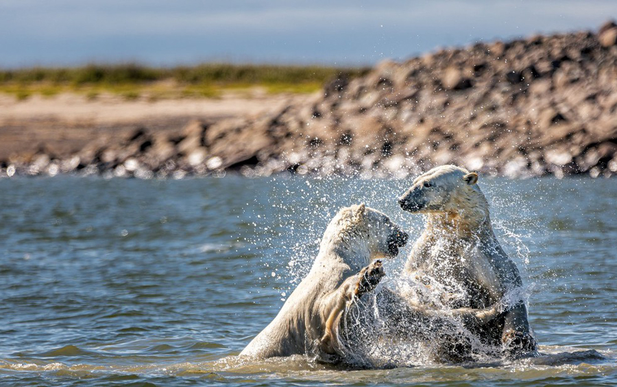 加拿大北极熊嬉戏玩闹互打水仗