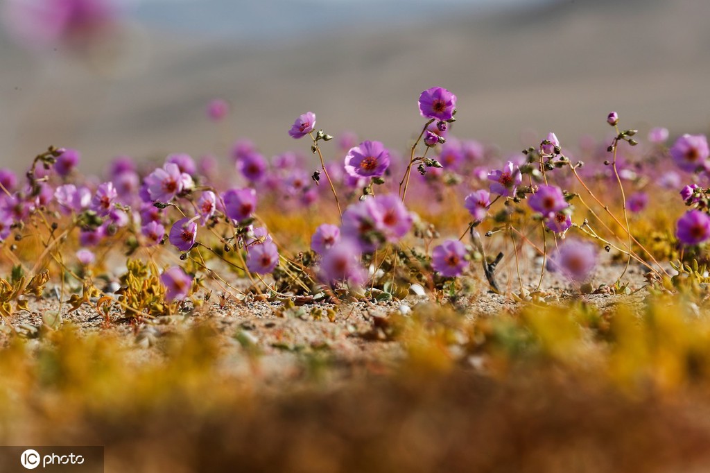 智利阿塔卡马沙漠大片鲜花罕见盛开