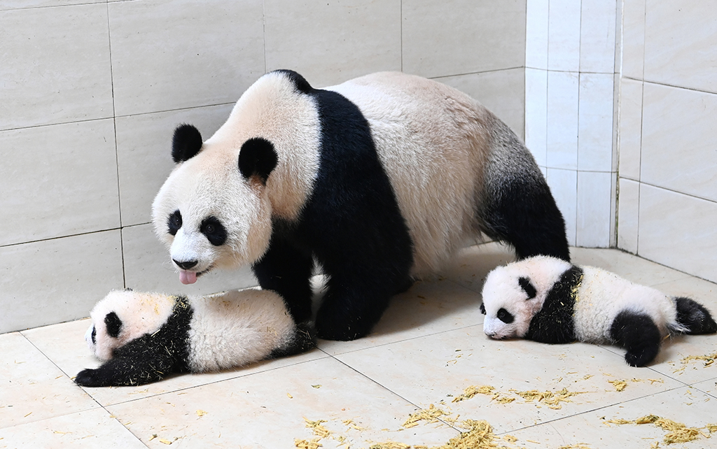四川阿壩：大熊貓“水秀”和它的寶寶一家親