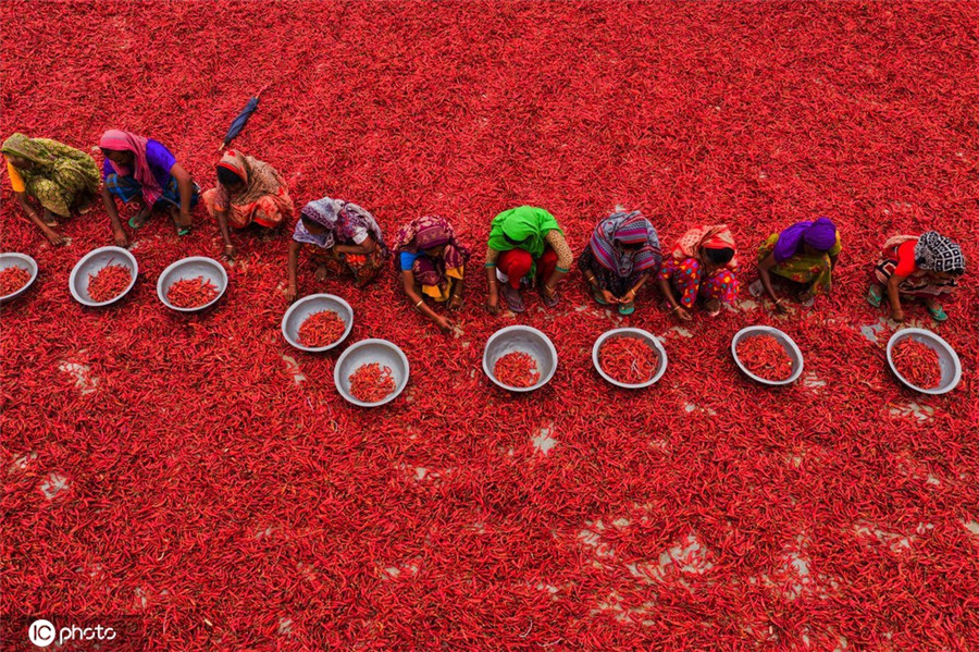 孟加拉國辣椒豐收 俯瞰似紅色海洋