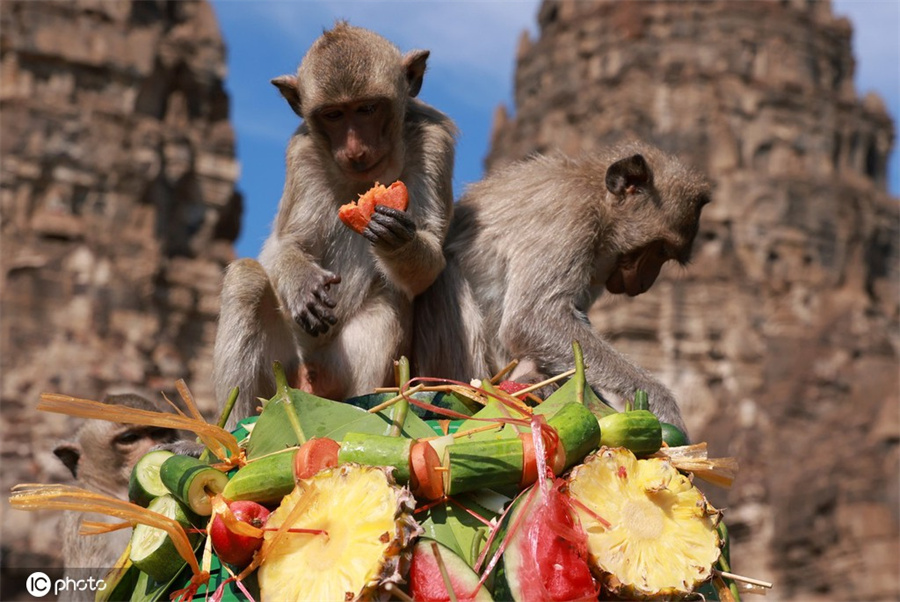 泰國華富裡府舉辦第33屆“猴子自助餐節”