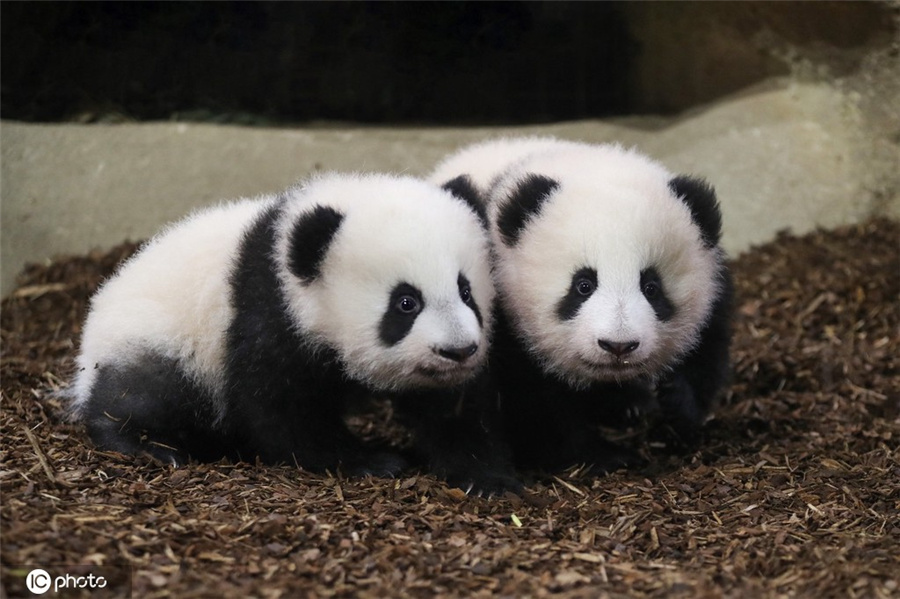 法国动物园的熊猫双胞胎蹒跚学步