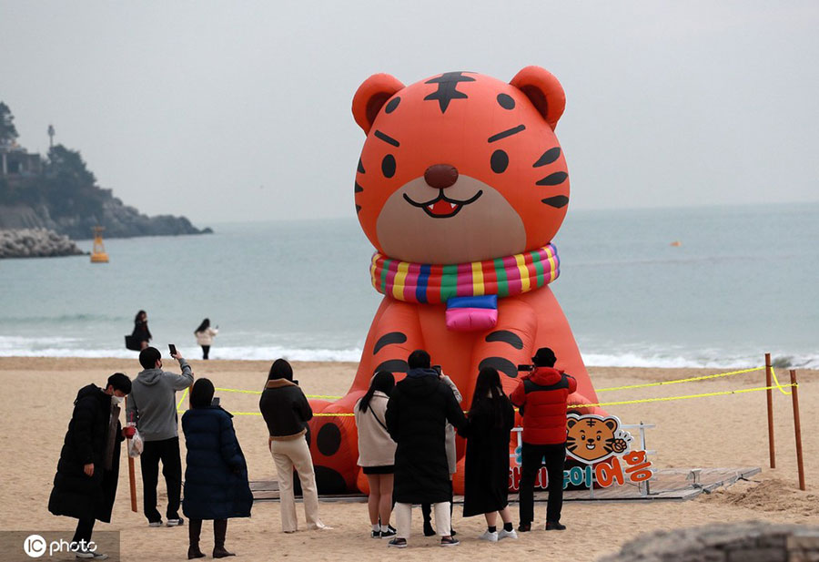韩国釜山现超大“虎宝宝” 为迎接2022农历新年