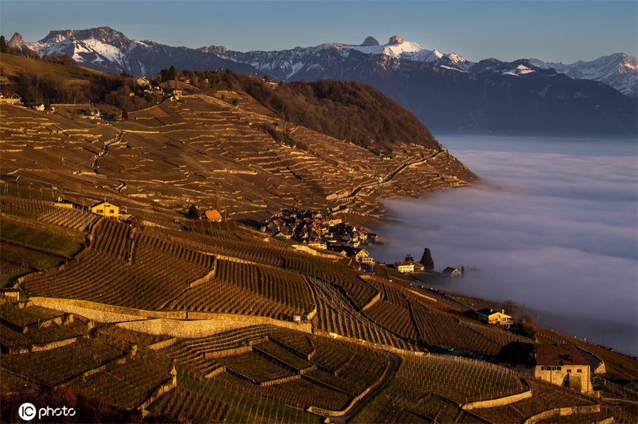 浓雾笼罩瑞士拉沃地区布尔格梯田