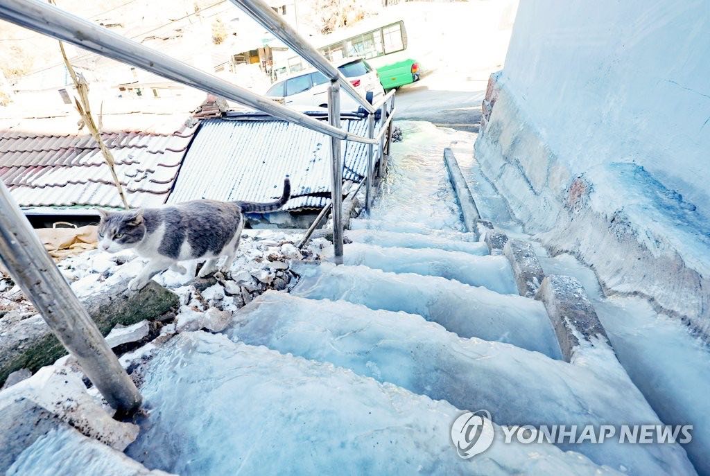12日下午，首尔市西大门区弘济洞蚂蚁村，一只猫经过结冰的楼梯。