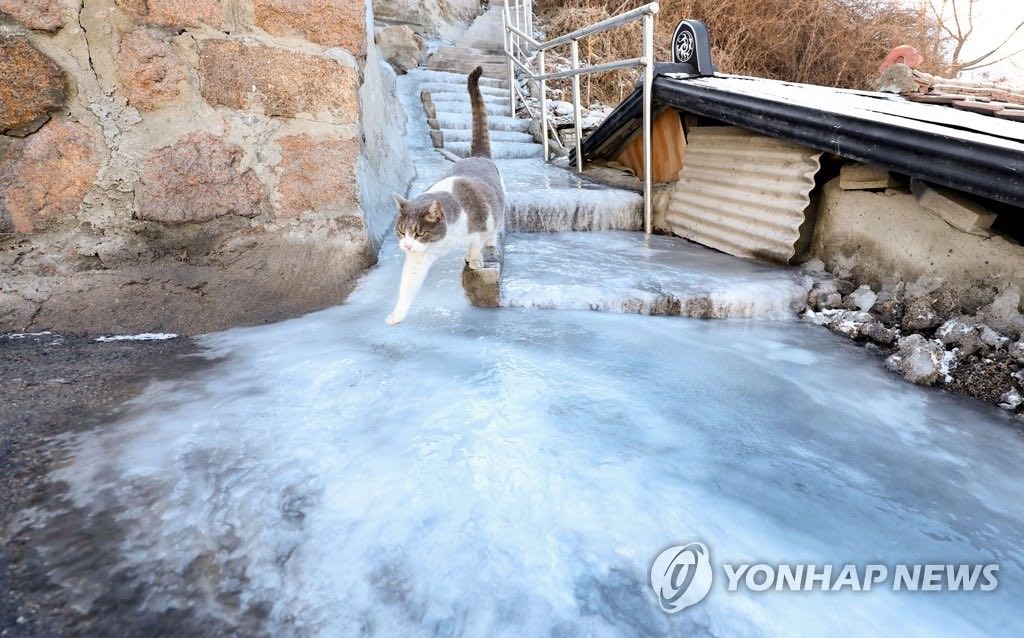 12日下午，首尔市西大门区弘济洞蚂蚁村，一只猫经过结冰的楼梯。