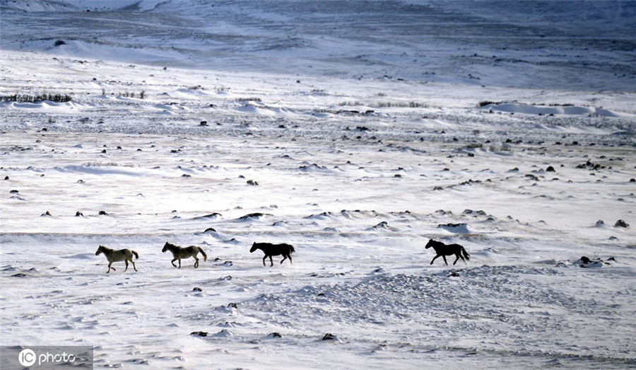 土耳其白雪覆蓋田野 野馬自由奔跑