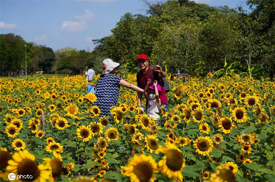 泰國曼谷植物節開幕 市民花田拍照喜洋洋