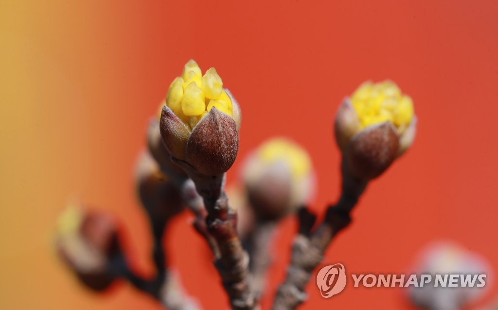 3月2日，慶尚南道咸陽郡一家公園內，枝頭上的山茱萸含苞待放。