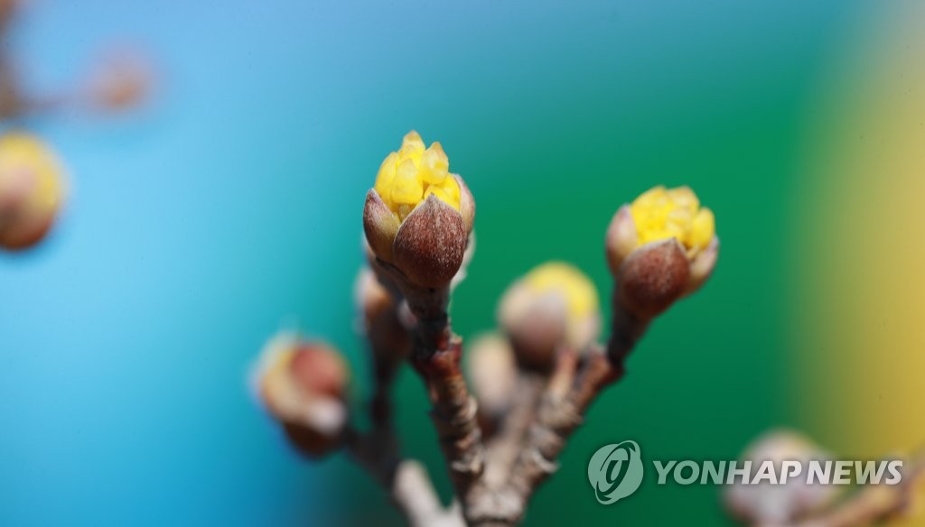 3月2日，庆尚南道咸阳郡一家公园内，枝头上的山茱萸含苞待放。