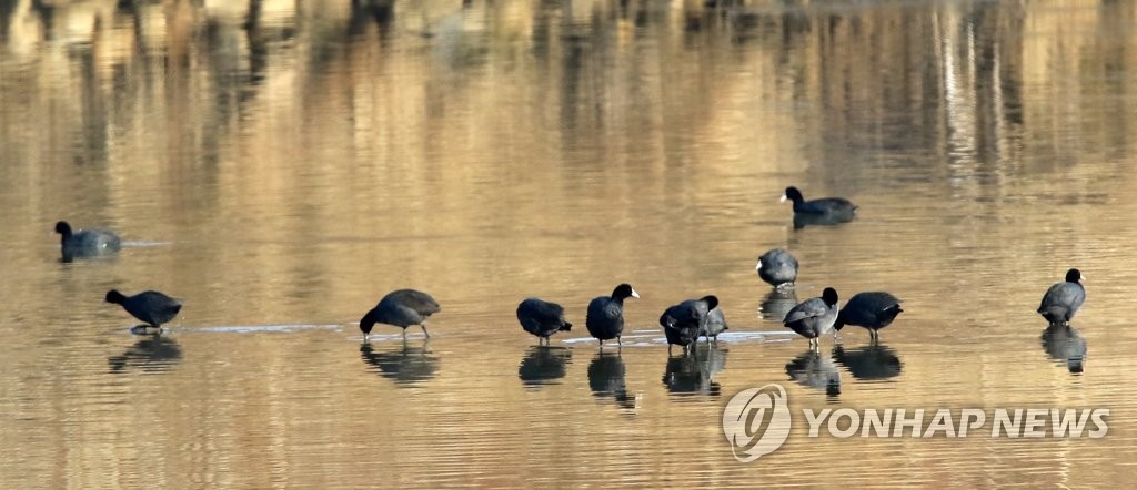 3月2日，江原道江陵市南大川，水鸟们正享受温暖的阳光。