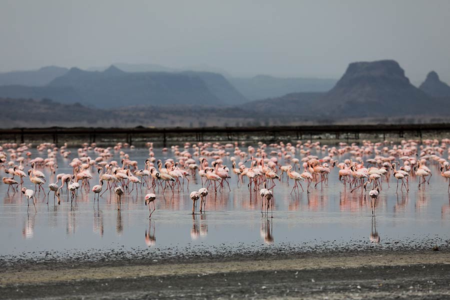 肯尼亞卡賈多氣候適宜 火烈鳥群聚湖中悠閑涉水