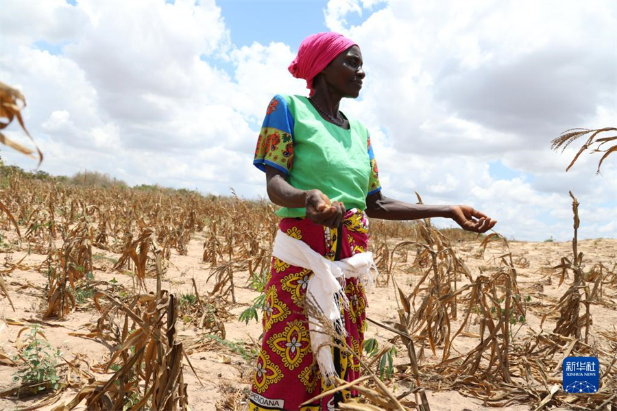 非洲之角遭遇严重旱灾 超1300万人面临严重粮食不安全