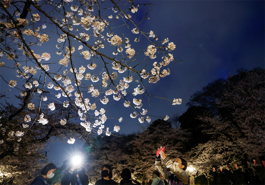 日本東京櫻花盛開 游客記錄美好瞬間