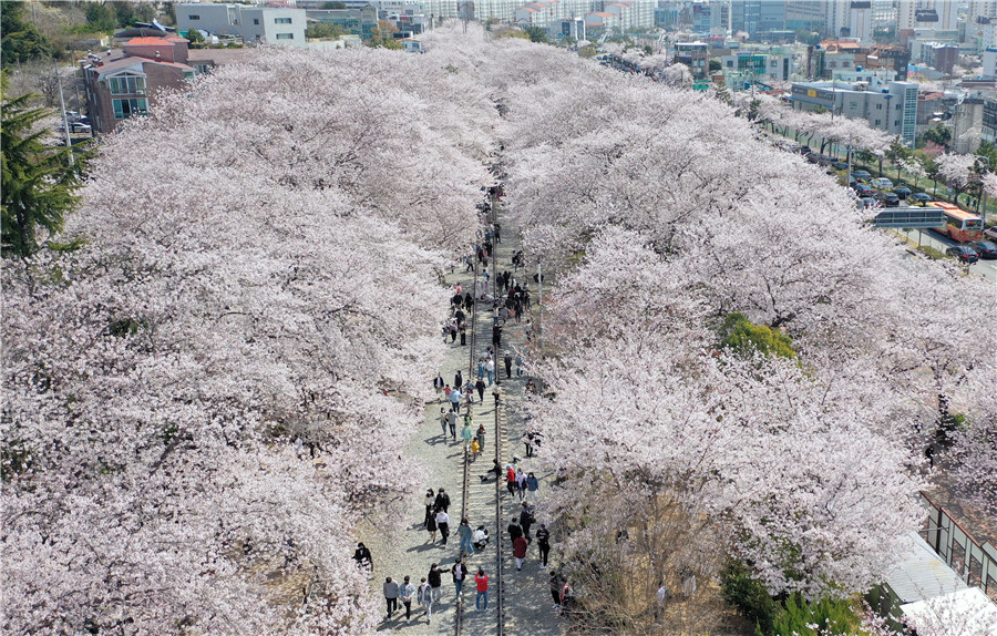 俯瞰韓國櫻花盛放與春天來場約會