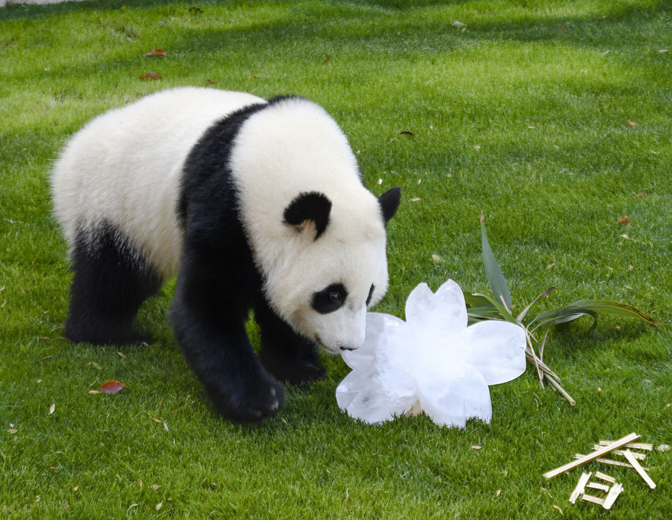 日本和歌山縣大熊貓戶外玩耍 萌寶感受春日氣息