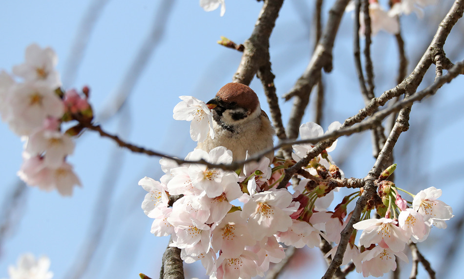 韩国江陵小鸟樱花丛中玩耍