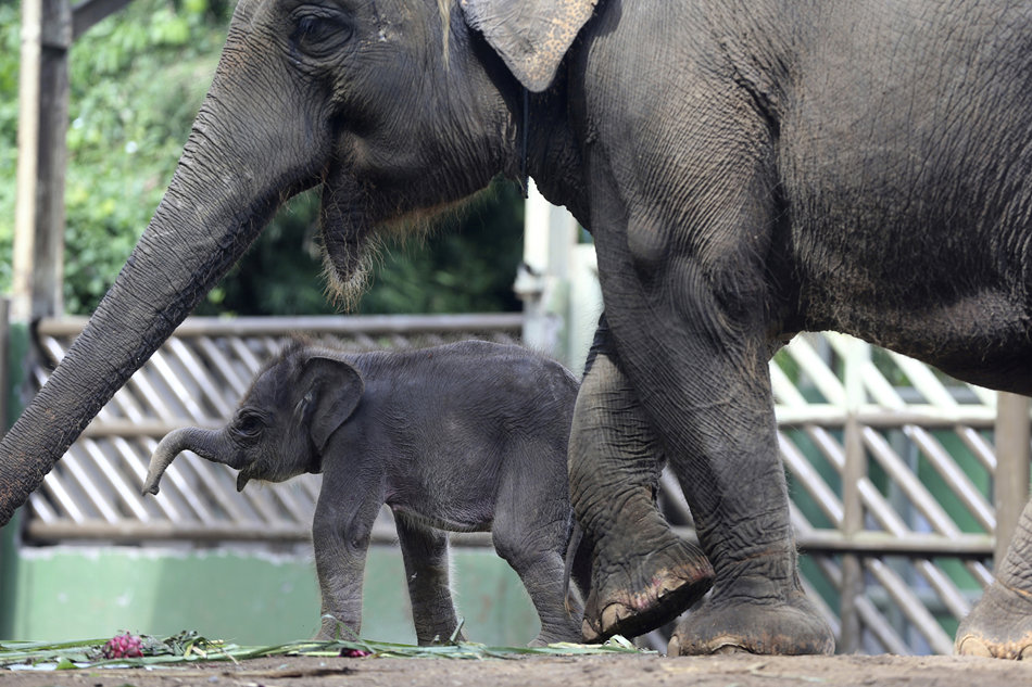 印尼巴厘島動物園小象出生 與象媽媽歡快玩耍