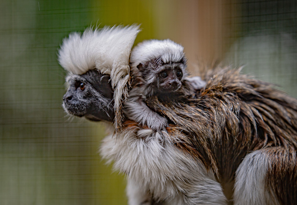 英國切斯特動物園誕生極度瀕危的棉頂狨猴幼崽